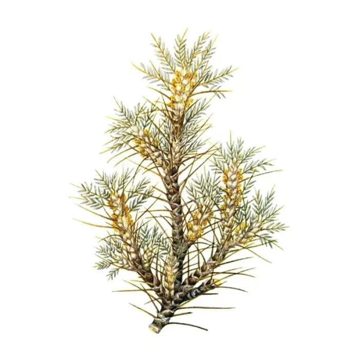 Трагакантовые астрагалы