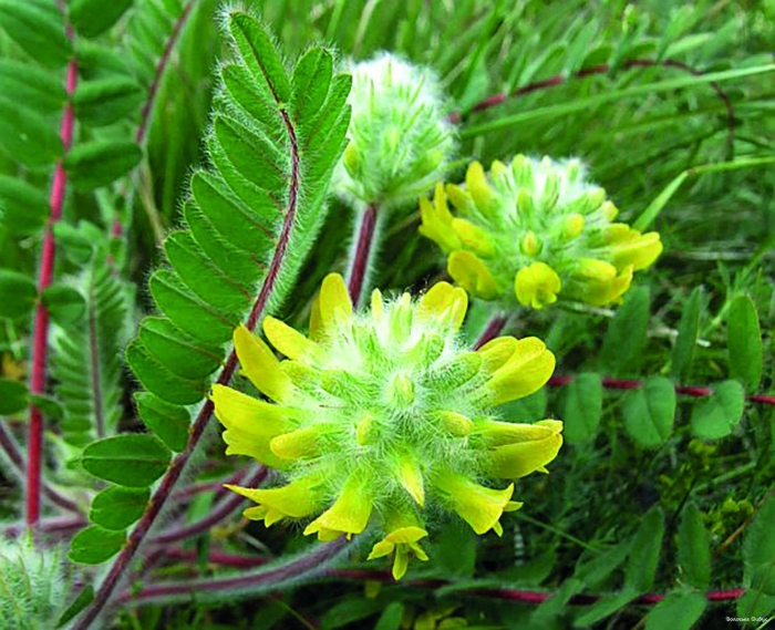 Астрагал шерстистоцветковый трава