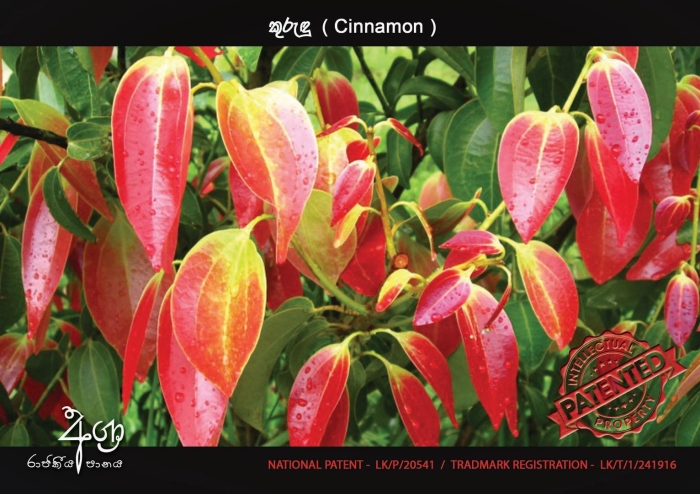 Cinnamomum zeylanicum дерево