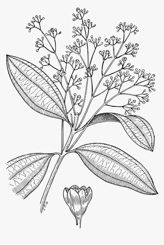 Ботаническая иллюстрация