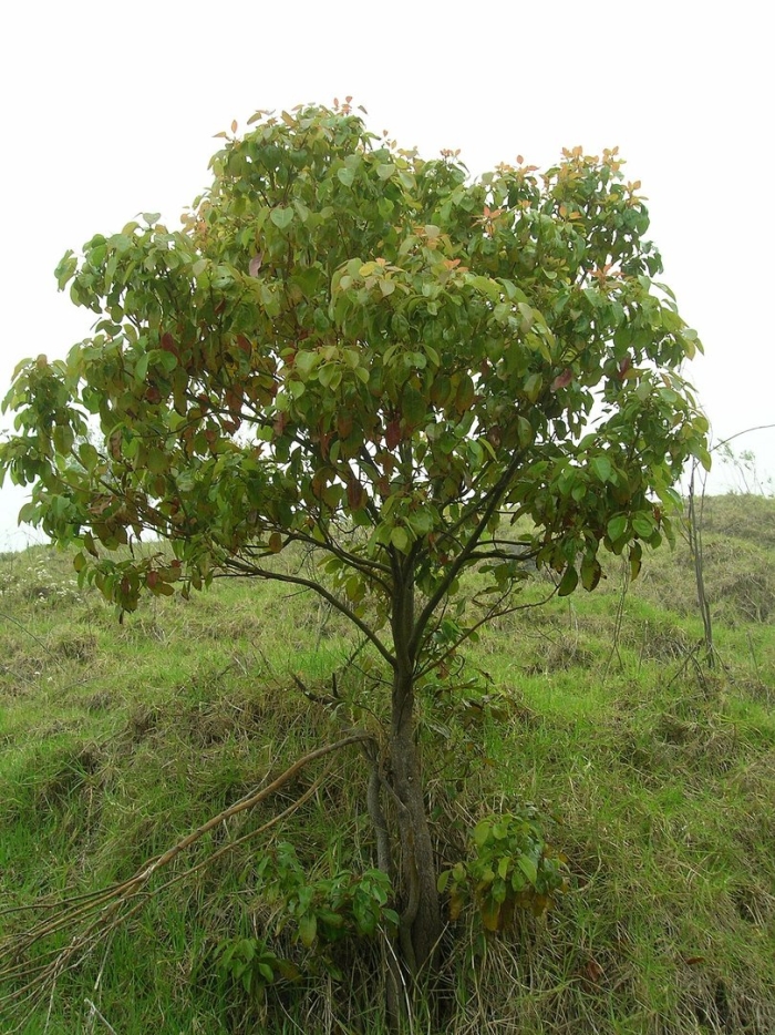 Камфорный лавр cinnamomum camphora