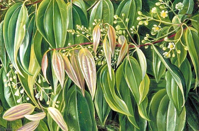 Коричное дерево (cinnamomum zeylanicum)