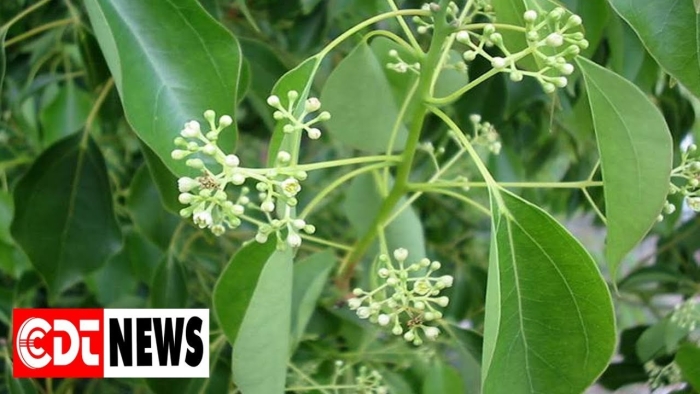 Camphor laurel cinnamomum camphora
