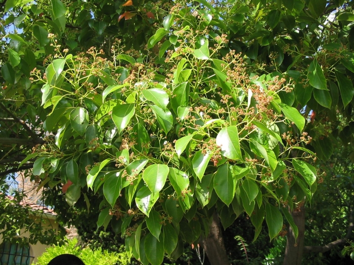 Cinnamomum camphora дерево
