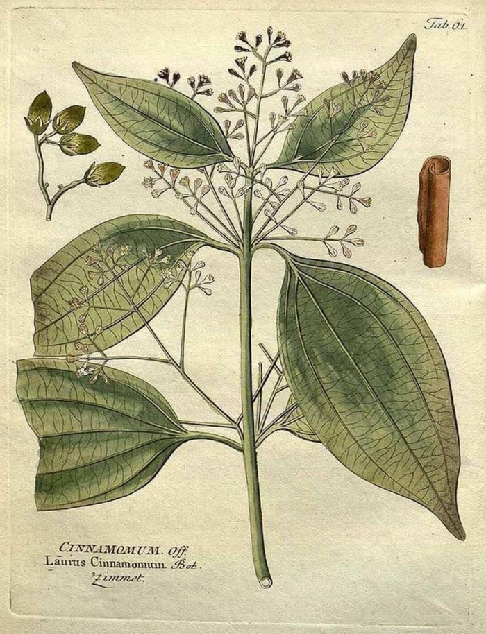 Cinnamomum aromaticum
