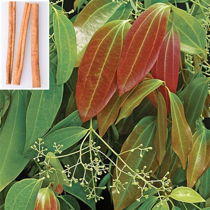 Cinnamomum japonicum