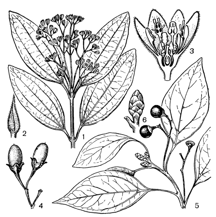 Lauraceae семейство