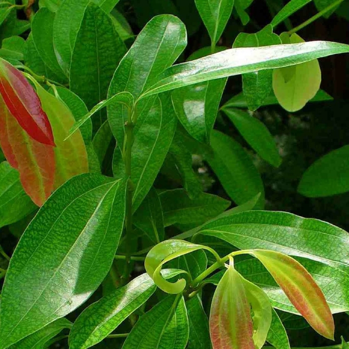 Cinnamomum burmanni