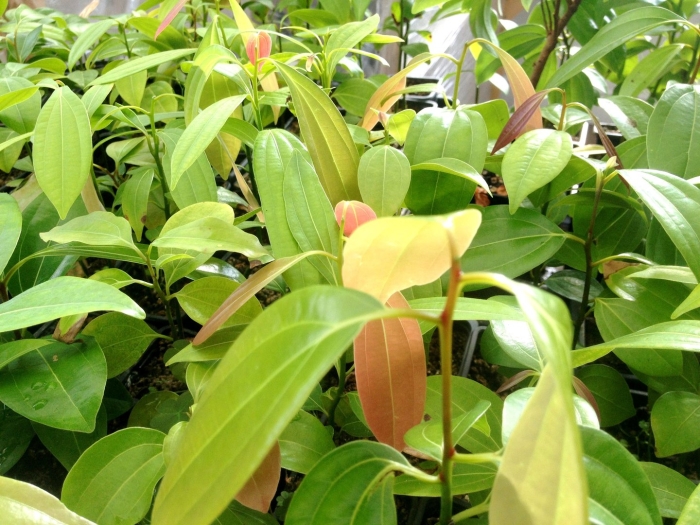 Cinnamomum verum