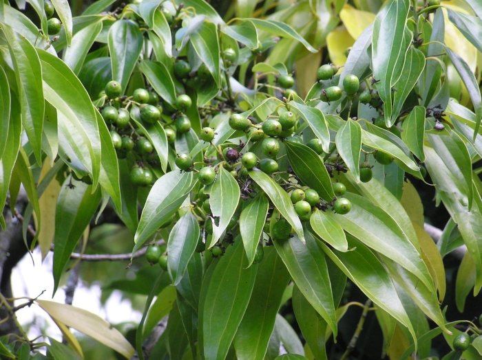 Cinnamomum verum дерево