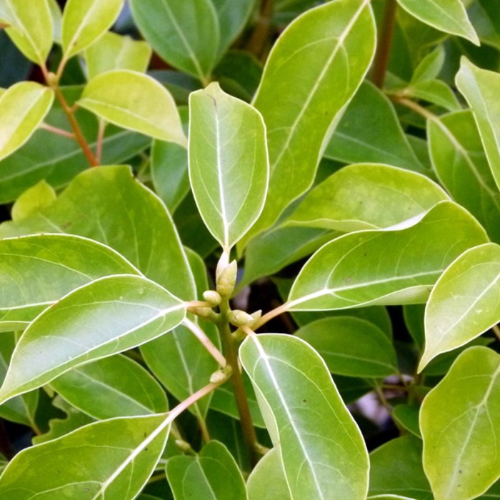 Лавр камфорный