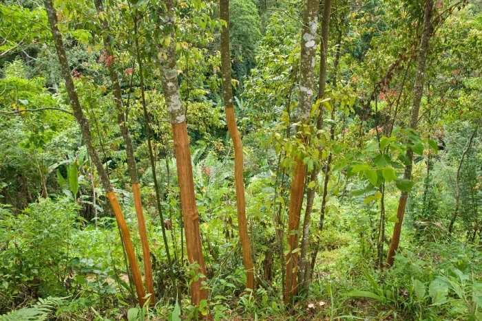 Корица растение