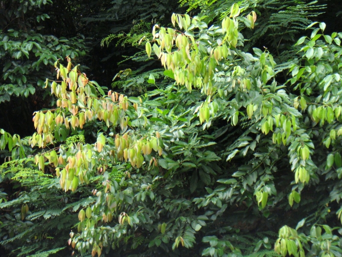 Мезуя дерево