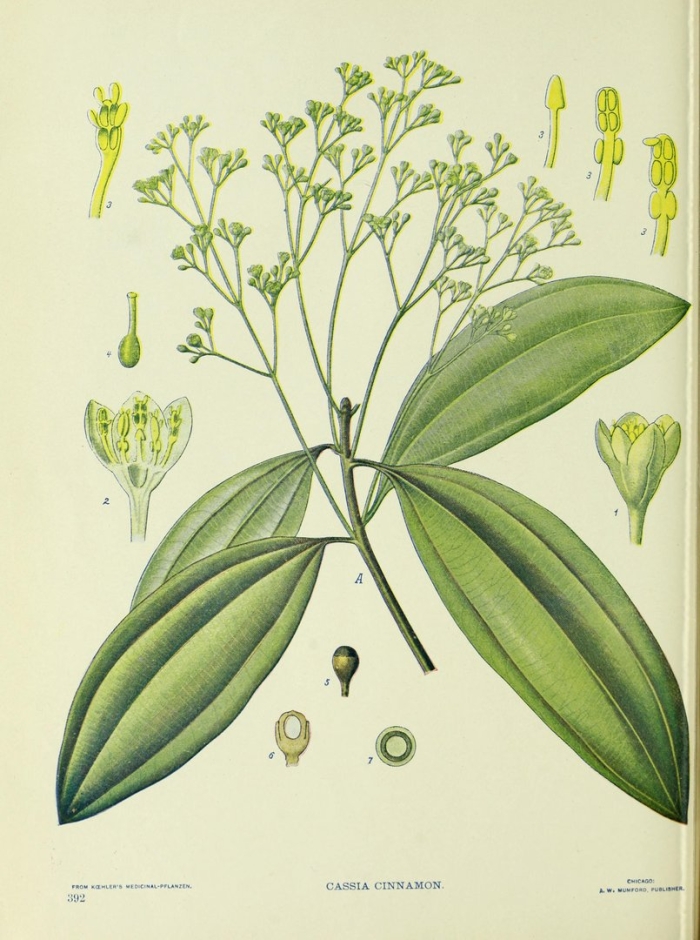 Коричник китайский