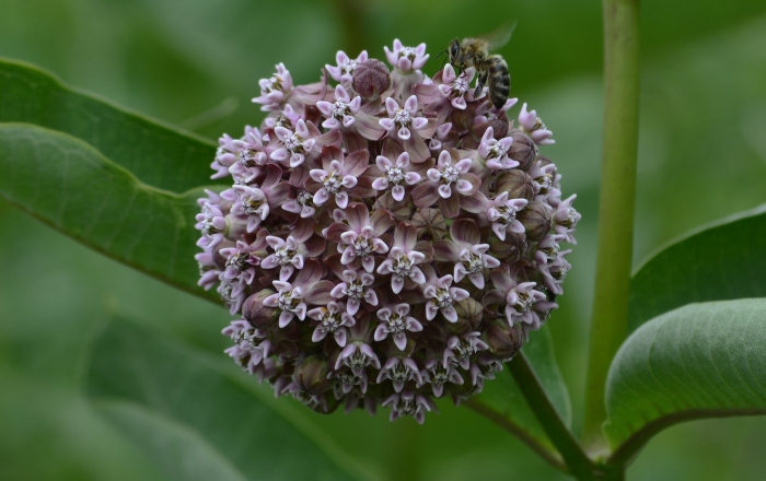 Asclepias syriaca ваточник
