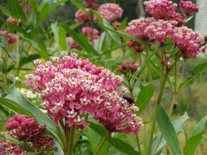 Ваточник растение