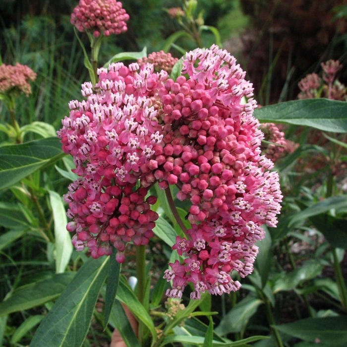 Swamp milkweed