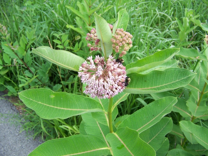 Ваточник сирийский