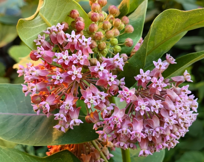 Ваточник сирийский