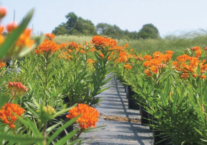 Ваточник туберозовый оранж