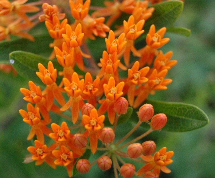 Цветок asclepias tuberosa