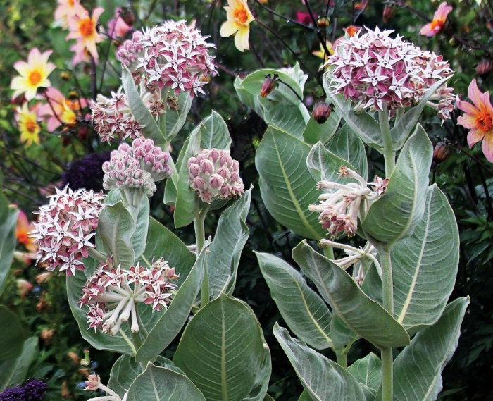 Showy milkweed