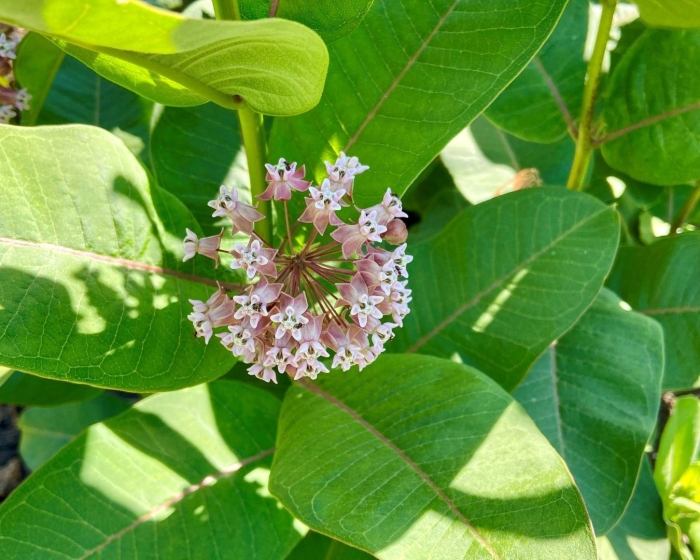 Ваточник сирийский