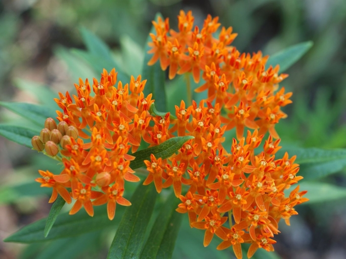 Ваточник клубневой золотинка