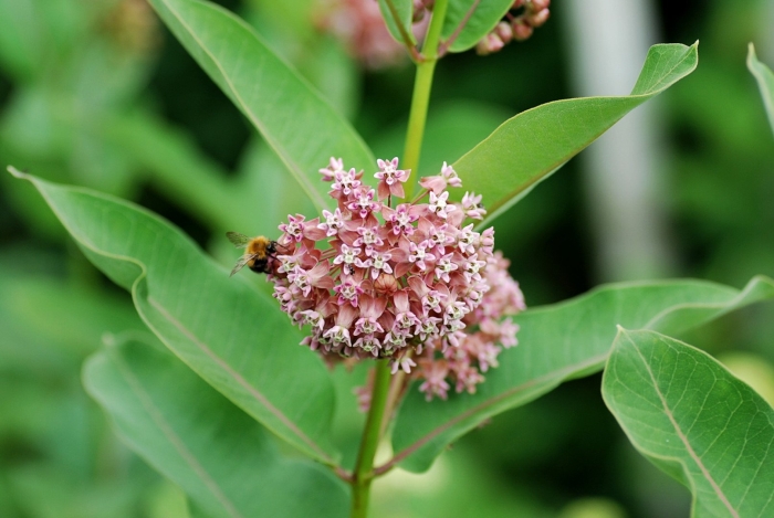 Асклепиас ваточник