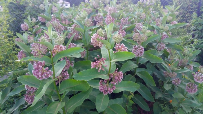 Асклепия ваточник сирийский