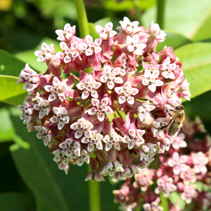 Ваточник сирийский рассада