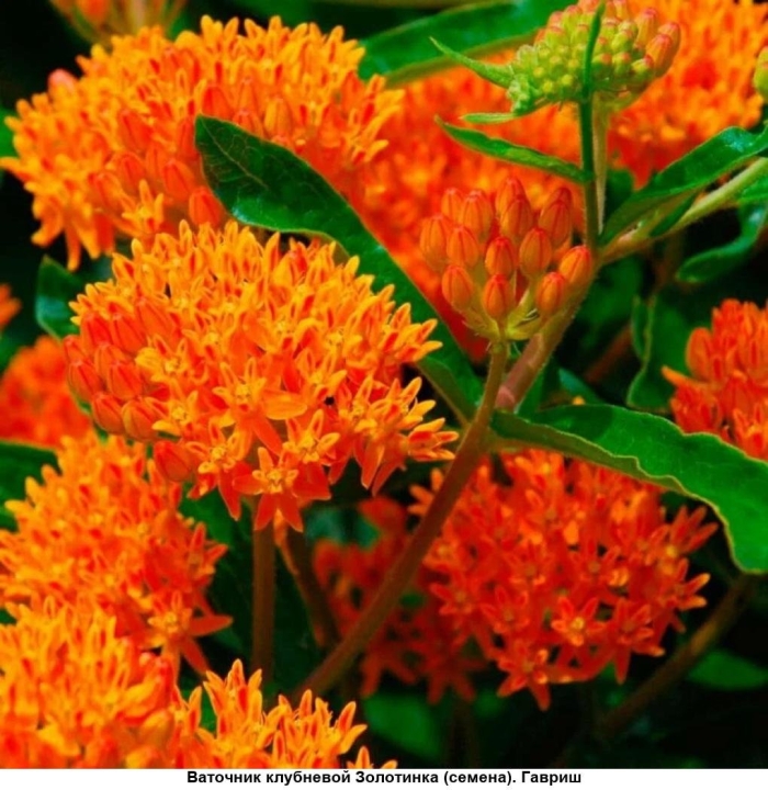 Ваточник клубневой золотинка