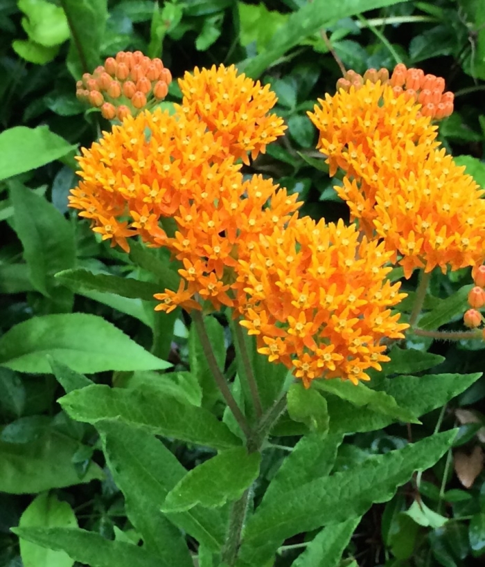 Ваточник клубневой золотинка