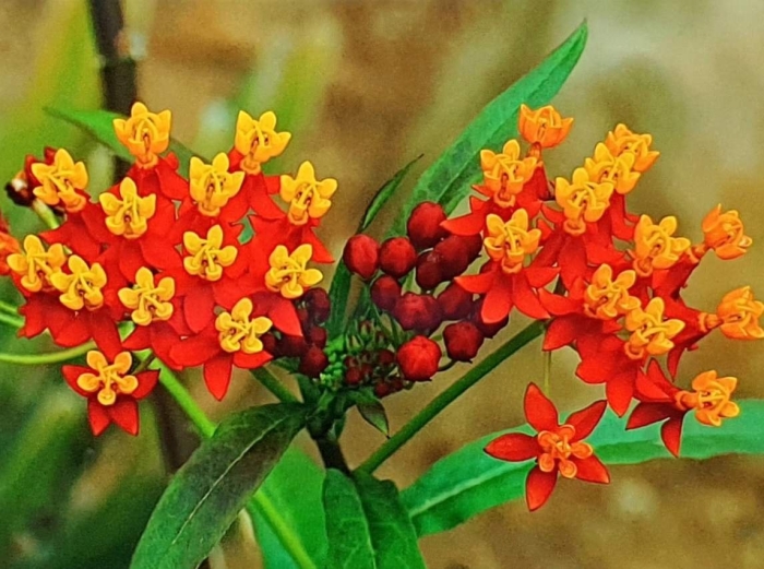 Asclepias curassavica цветок