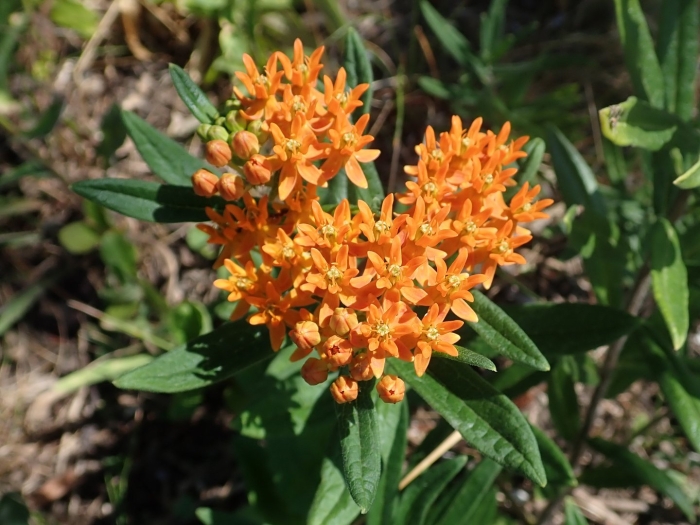 Asclepias tuberosa