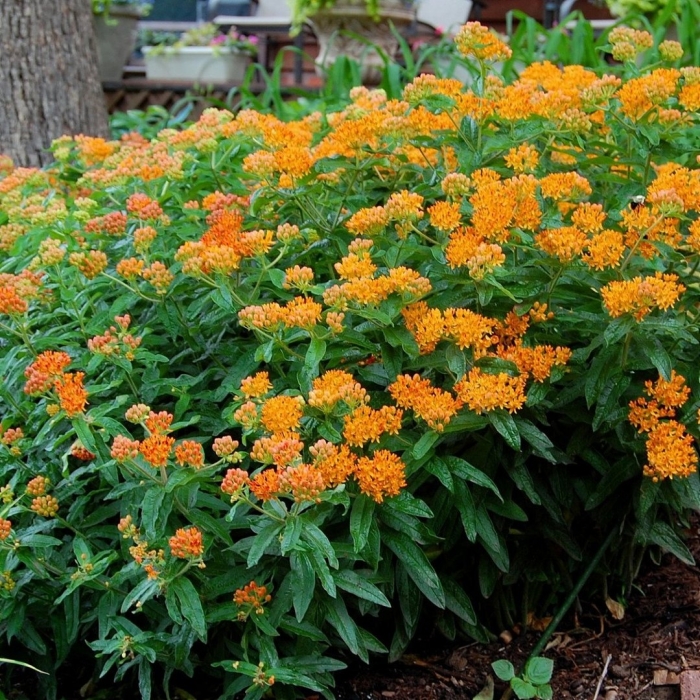 Ваточник туберозовый оранжевый