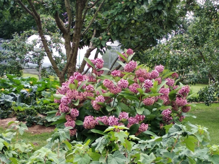 Kalmia latifolia