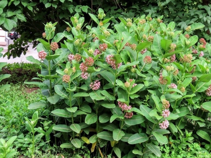 Ваточник сирийский медонос