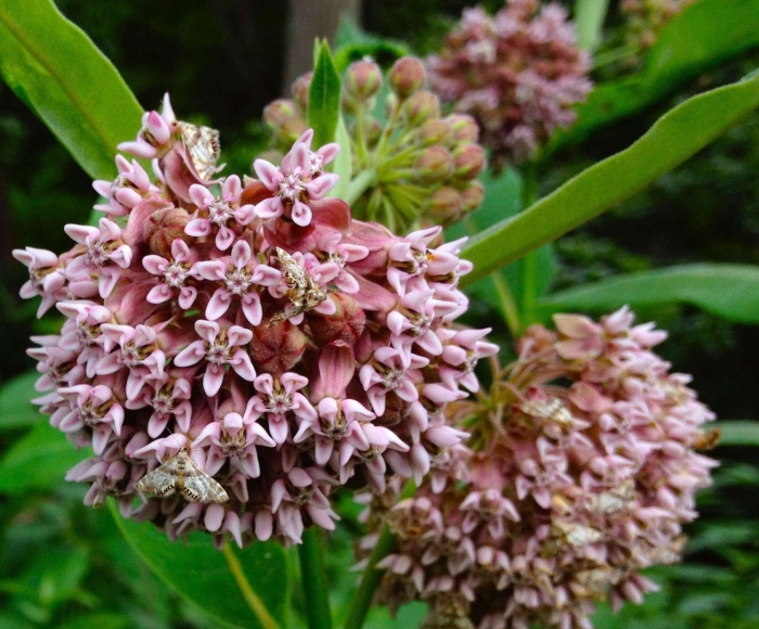 Common milkweed