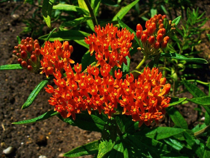 Asclepias tuberosa
