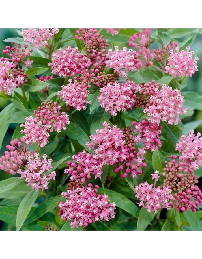 Ваточник инкарнатный cinderella