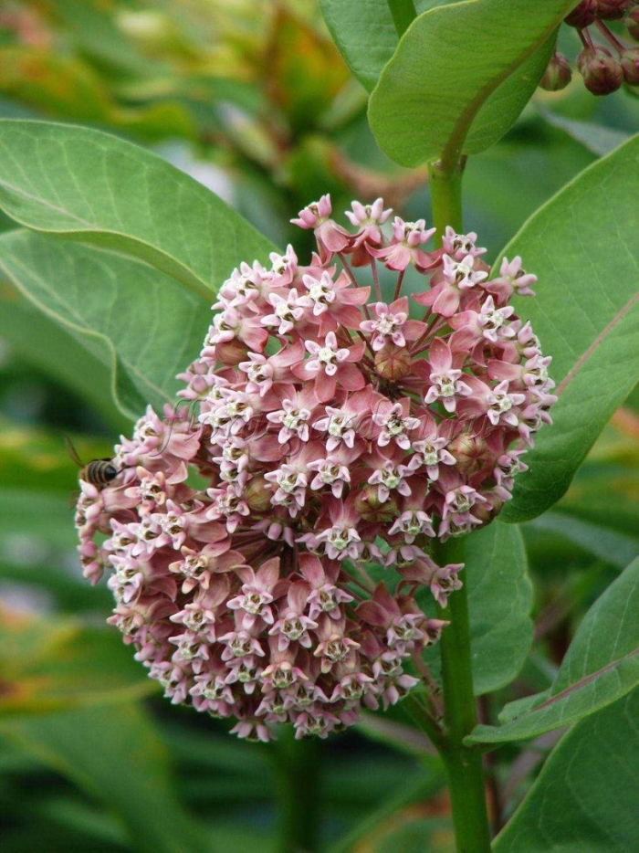 Ваточник сирийский (asclepias syriaca)