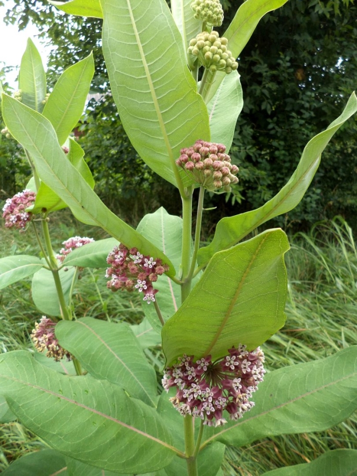 Ваточник сирийский (asclepias syriaca)