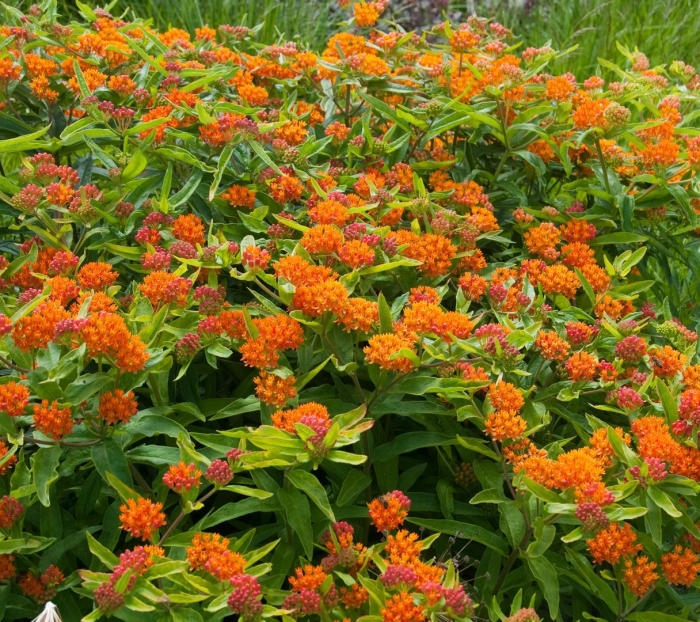 Ваточник клубневой золотинка