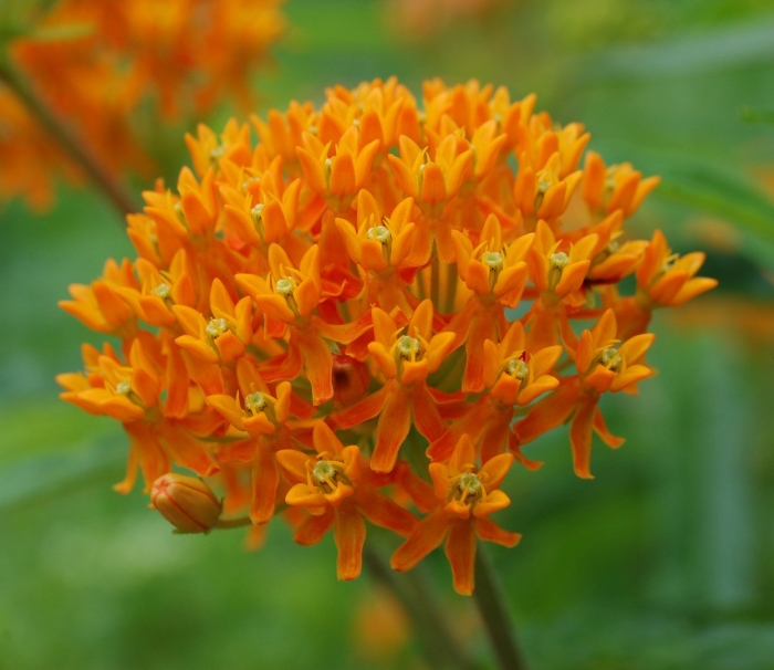 Asclepias tuberosa