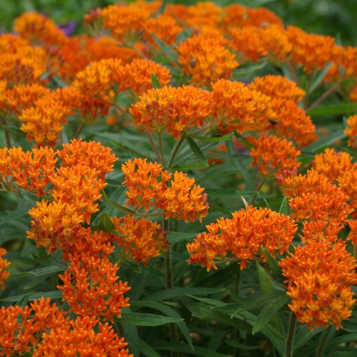 Ваточник клубневой