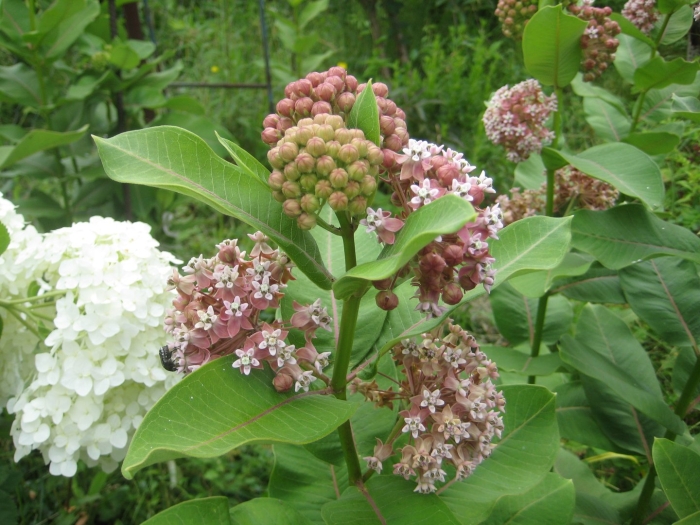 Ваточник сирийский (asclepias syriaca)