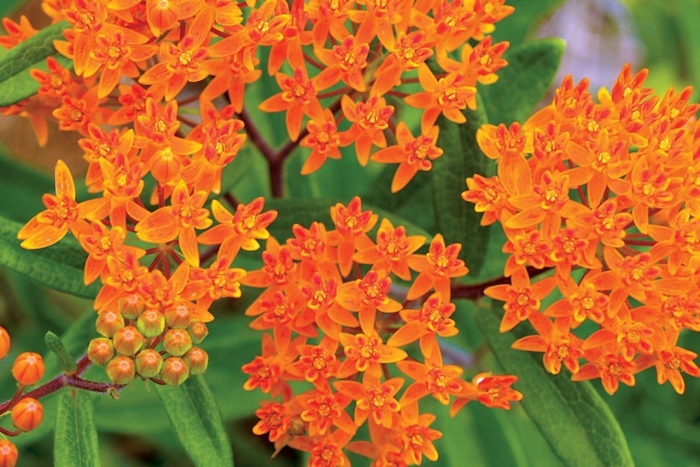 Asclepias tuberosa