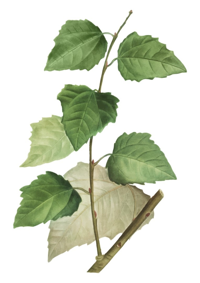 Лист тополь