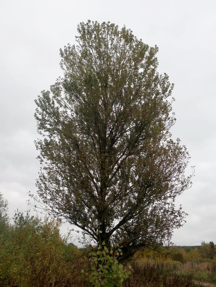Populus nigra italica